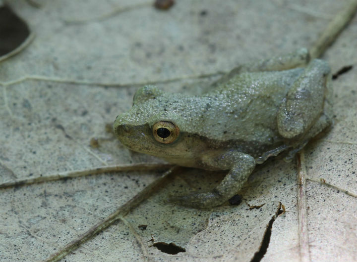 Spring Peeper